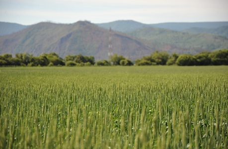 3 поле с пшеницей Пирогова.jpg
